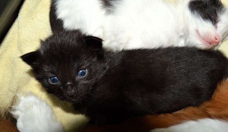 04Pan_Tau_2_Wochen_alt