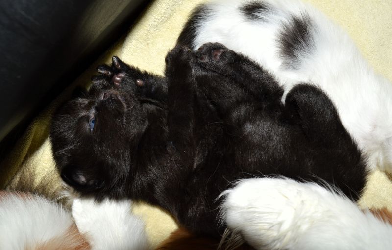 05Pan_Tau_2_Wochen_alt